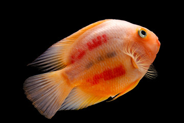 Painted blood parrot cichlids (Cichlasoma sp.)