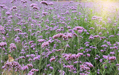 Obraz premium verbena field