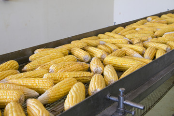 Fresh corns on transmission belt in factory