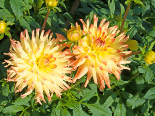 Dahlien
