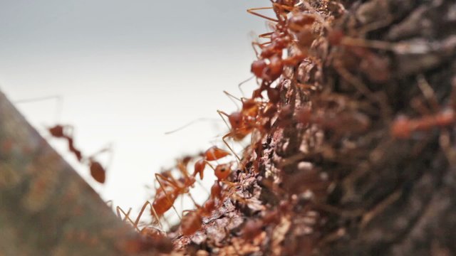 Red ants run on a tree trunk, macroshooting