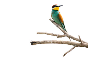 Obraz premium Gruccione