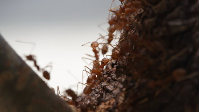 Red ants run on a tree trunk, macroshooting