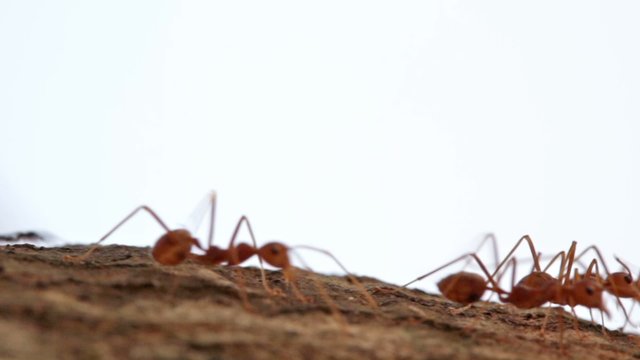 Red ants run on a tree trunk, macroshooting