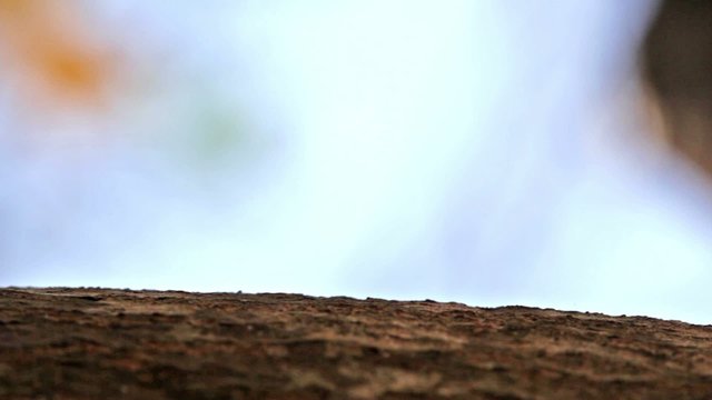 Red ants run on a tree trunk, macroshooting