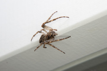 spider