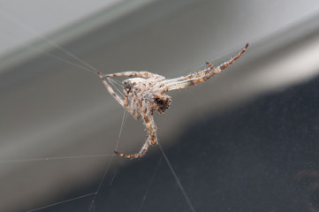 spider