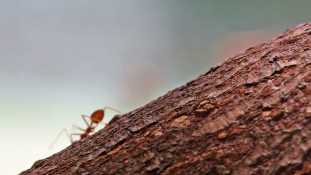 Red ants run on a tree trunk, macroshooting