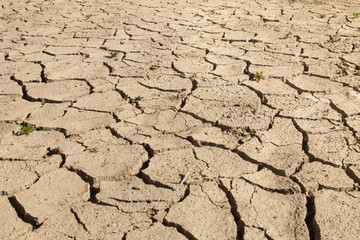 Drought-stricken cracked soil