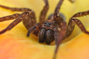 Spider, House spider, Tegenaria