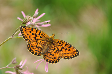 Fototapeta na wymiar Boloria dia, The Weaver's Fritillary, Violet Fritillary