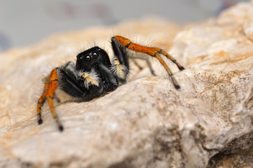 Jumper spider, Red jumper spider