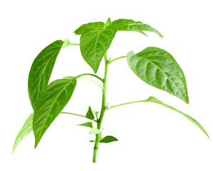 Branch of pepper