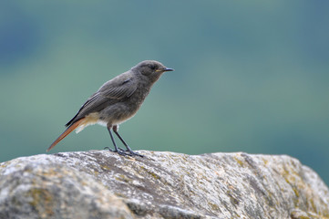 Phoenicurus ochruros, Black redstart