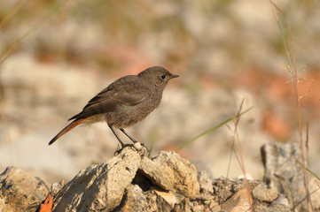 Obraz premium Phoenicurus ochruros, Black redstart