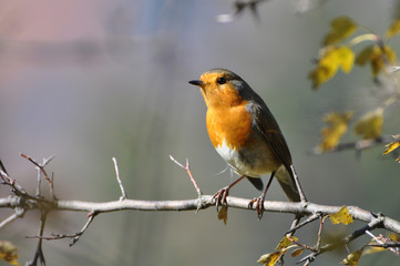 Red robin on a branch, Erithacus rubecula