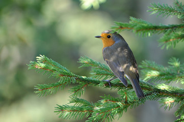 Red robin on a branch, Erithacus rubecula