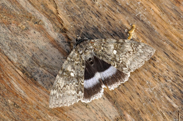 The Blue Underwing, Catocala fraxini, Clifden nonpareil