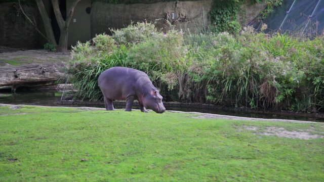 Hippopotamus goes on the river bank and something eats