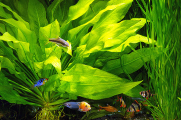 Planted aquarium with fish