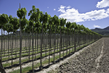 mulberry