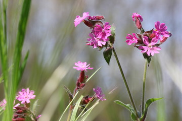 Fototapeta premium Pflanze rotes Leimkraut