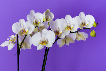 Orchid