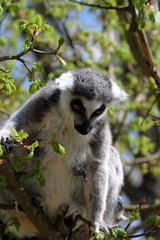 Katta mit Zwillingen