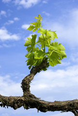 Old grape vine