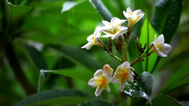 Thai flowers in the rain with the approach and the blurring
