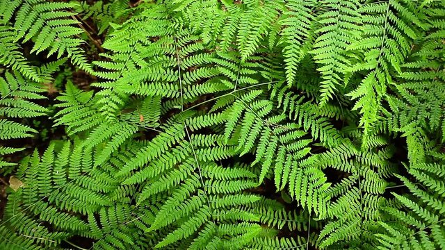 Macro close up of tropical fern 