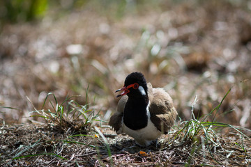 The Red-wattled Lapwing.