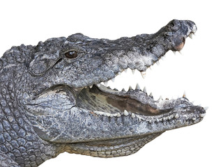Crocodile d& 39 Afrique de l& 39 Ouest (crocodylus suchus)