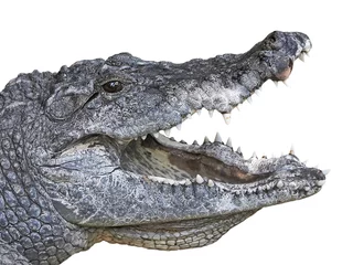 Cercles muraux Crocodile Crocodile d& 39 Afrique de l& 39 Ouest (crocodylus suchus)