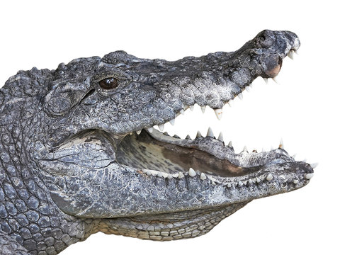 West African crocodile (crocodylus suchus)