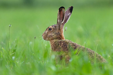 Brown hare