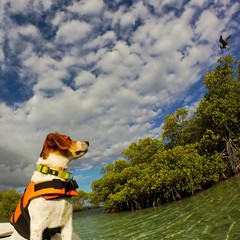 Dog and Pelican - 65607072