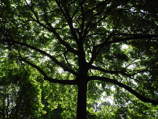 Obraz premium Baum im Gegenlicht