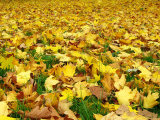 autumn