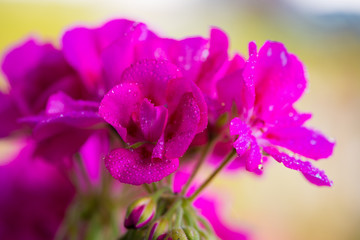 pink bloosom of a balcony cranesbill geranium with water drops