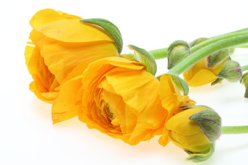 ラナンキュラス