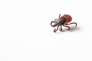 Tick - parasitic arachnid blood-sucking carrier of various disea