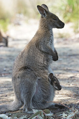 graues Riesenkänguru, Tasmanien, Australien