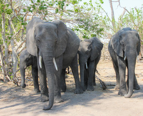 Elephants  walking in chobe park, Botswana