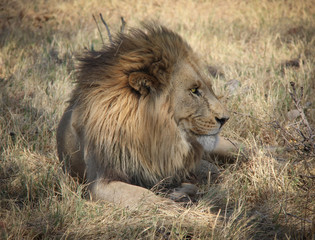 Obraz na płótnie Canvas African lion resting in Botswana