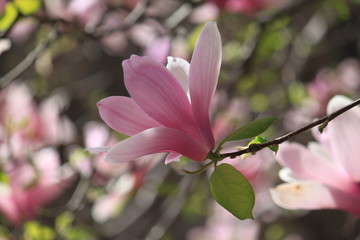 Magnolia