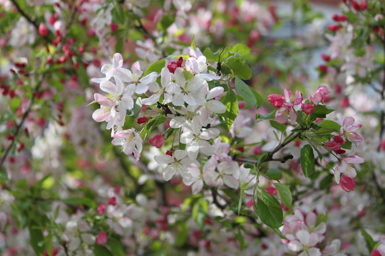 Frühlingsblüten © Eugenie