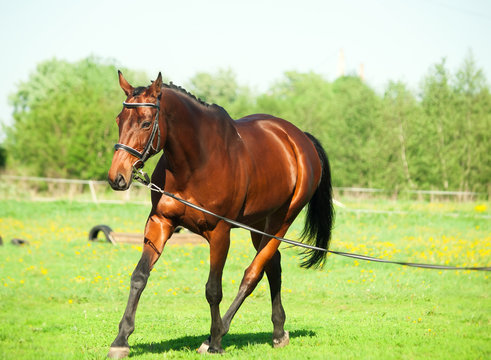 Longeing  bay sportive horse in the spring meadow