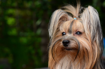 yorkshire terrier