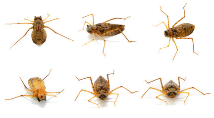 Dragonfly larvae.